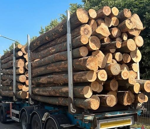 Buchenstammholz – Komplette LKW-Ladung 50 Raummeter – PEFC-zertifiziert — Stammholz