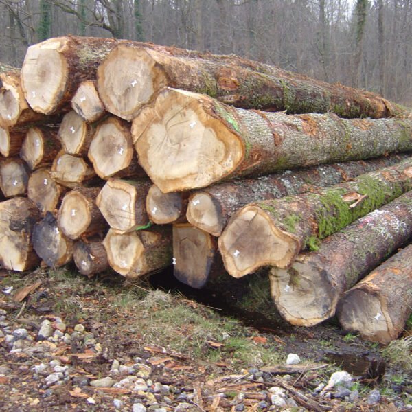 Eschenstammholz – Komplette LKW-Ladung 50 Raummeter – PEFC-zertifiziert — Stammholz