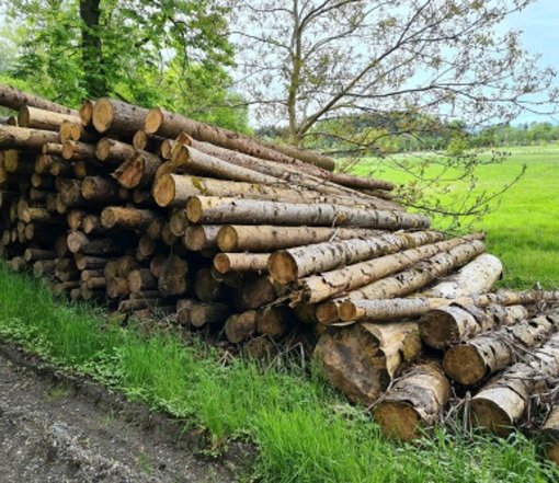 Fichtenstammholz – Komplette LKW-Ladung 50 Raummeter – PEFC-zertifiziert — Stammholz